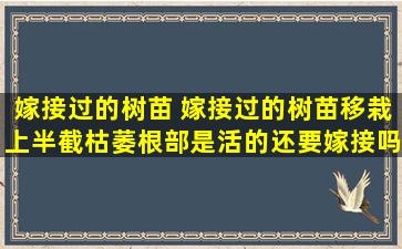 嫁接过的树苗 嫁接过的树苗移栽上半截枯萎根部是活的还要嫁接吗